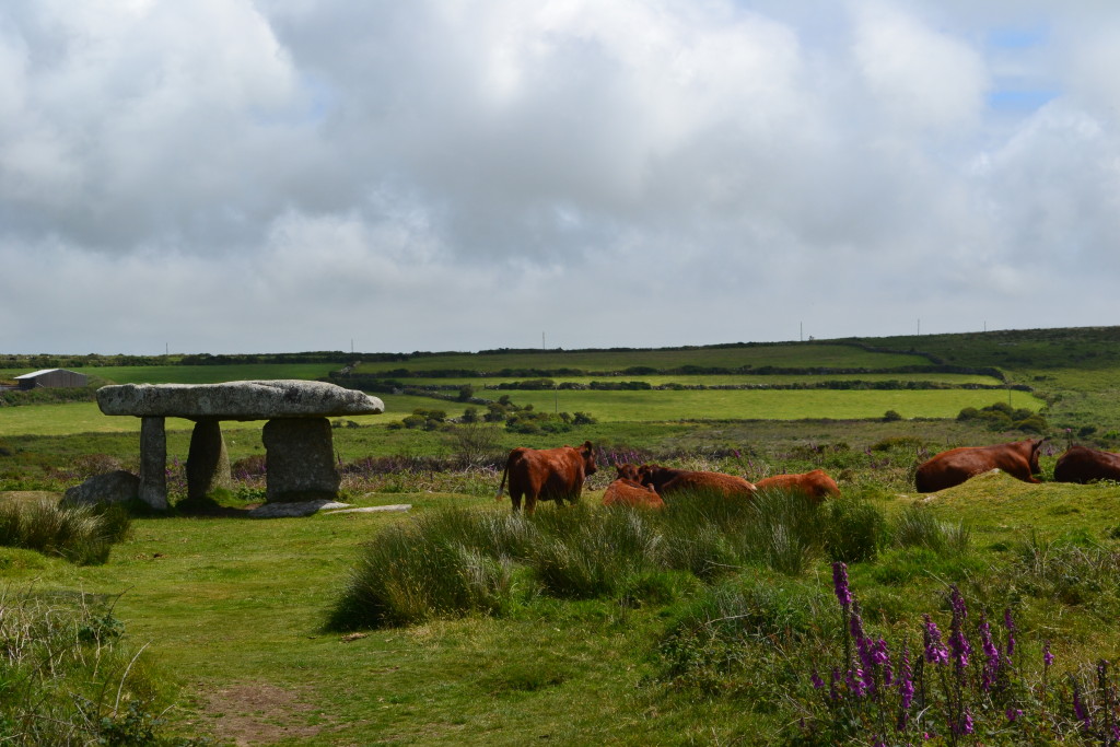 A cow cluster at a Quoit